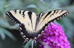 Papilio glaucus