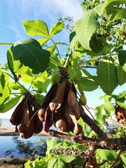 Amphipterygium glaucum