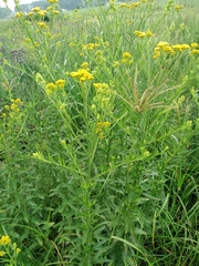 Nidorella auriculata