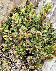 Asplenium chathamense