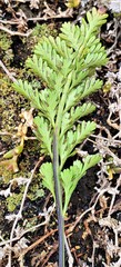 Asplenium chathamense