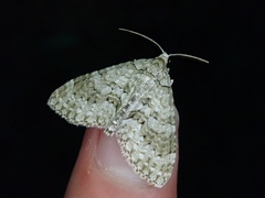 Trichopteryx grisearia