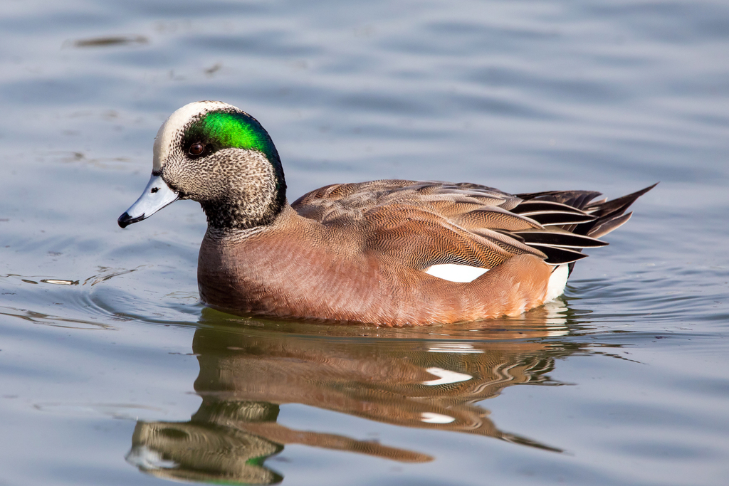 american-wigeon-waterfowl-of-ontario-inaturalist