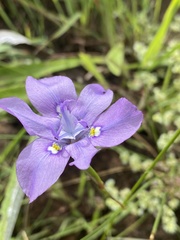 Moraea inclinata