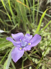 Moraea inclinata