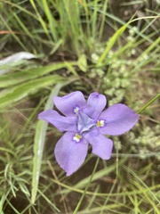 Moraea inclinata