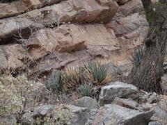 Agave utahensis