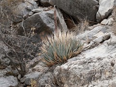 Agave utahensis