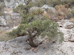 Pinus monophylla