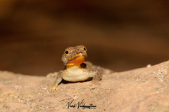 Cnemaspis palakkadensis