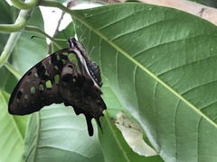 Graphium agamemnon