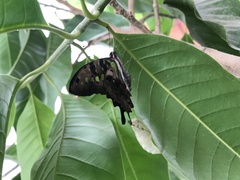 Graphium agamemnon