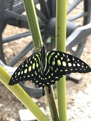 Graphium agamemnon