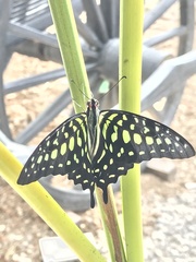 Graphium agamemnon
