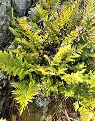Asplenium chathamense