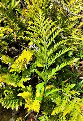 Asplenium chathamense