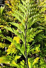 Asplenium chathamense