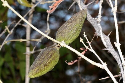 Stephanotis image