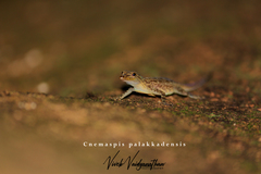 Cnemaspis palakkadensis