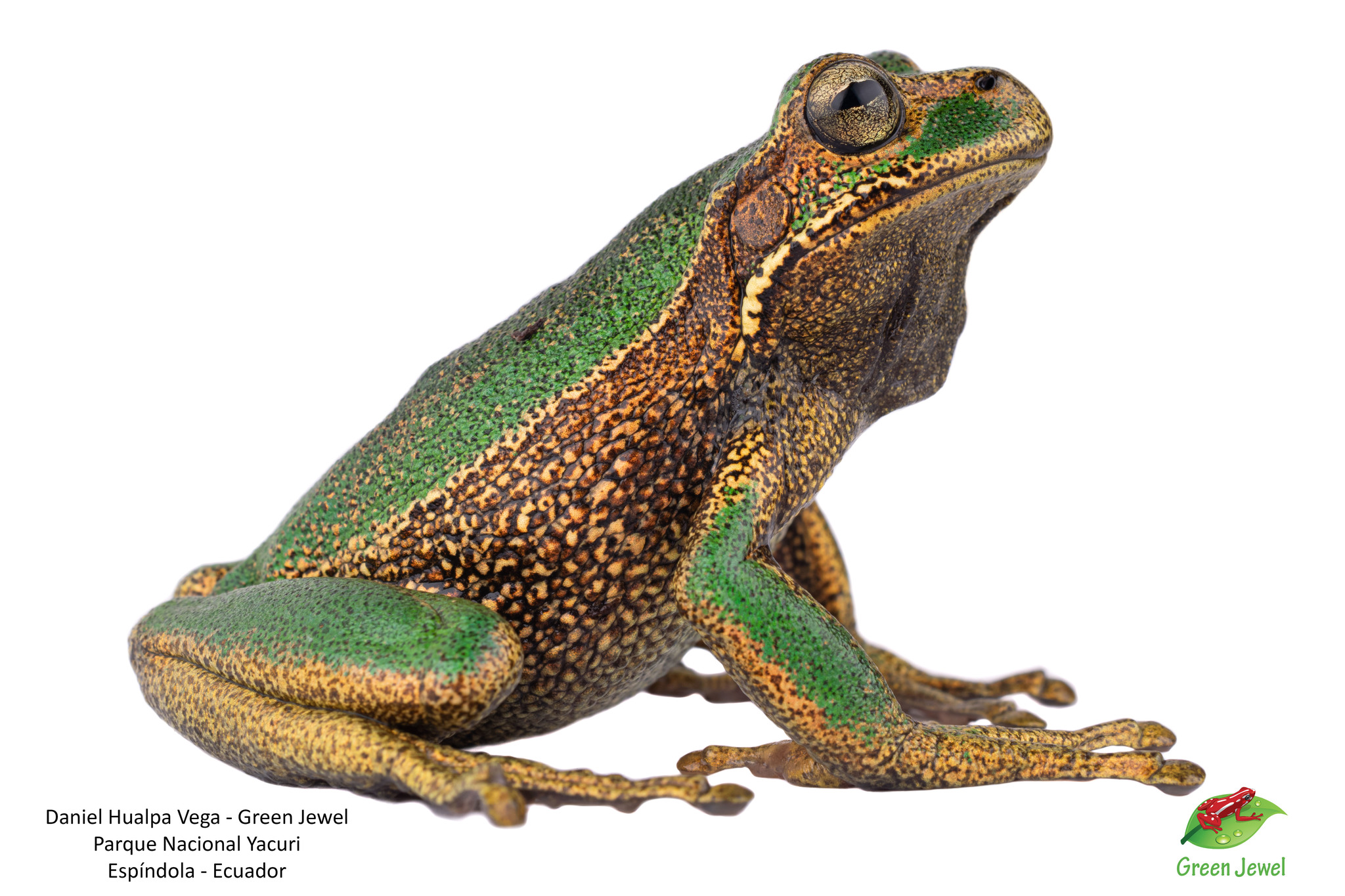 Gastrotheca turnerorum image