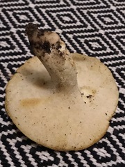 Albatrellus avellaneus