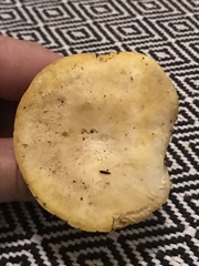 Albatrellus avellaneus