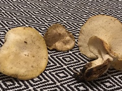 Albatrellus avellaneus