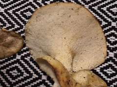 Albatrellus avellaneus