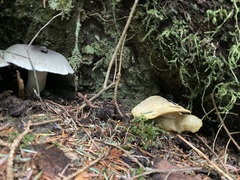 Albatrellus avellaneus