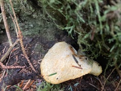 Albatrellus avellaneus