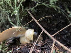 Albatrellus avellaneus