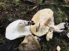 Albatrellus avellaneus