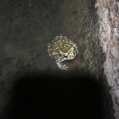 Bufotes viridis