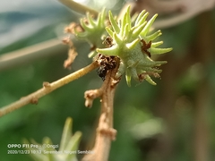 Mallotus paniculatus