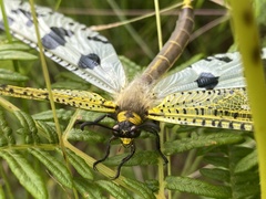 Palparini