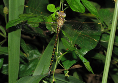 Austrogynacantha heterogena