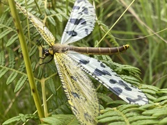 Palparini