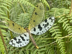Palparini