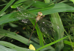 Austrogynacantha heterogena