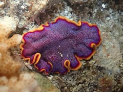 Pseudoceros ferrugineus