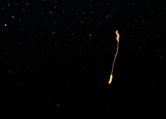 Ramisyllis multicaudata