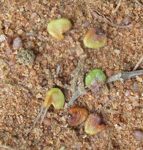 Crotalaria burkeana image