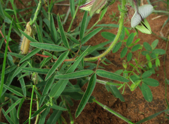 Crotalaria burkeana image