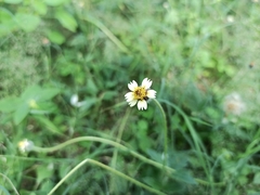 Tridax procumbens