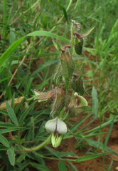 Image of Crotalaria burkeana