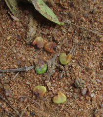 Crotalaria burkeana image