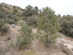 Pinus monophylla