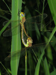 Austrogynacantha heterogena
