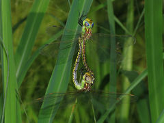 Austrogynacantha heterogena