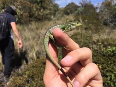 Stenocercus trachycephalus